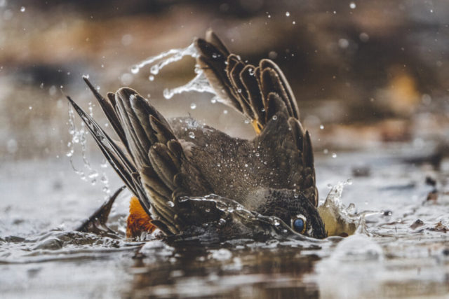 An American Robin dives into the water, its eye looking at the viewer as water cascades the bird