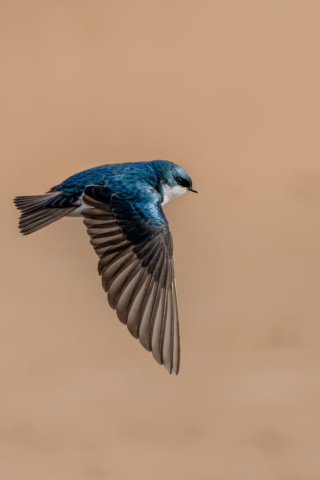 A vibrant tiny tree swallow stands out on a tan background