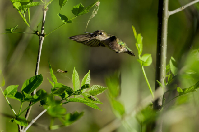 A determined female ruby-throated hummingbird uses her mouth to steal spiderwebbing for her nest