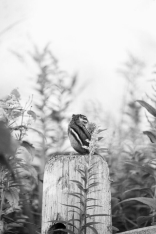 a small chipmunk sits atop a piece of wood among flowers; black and white