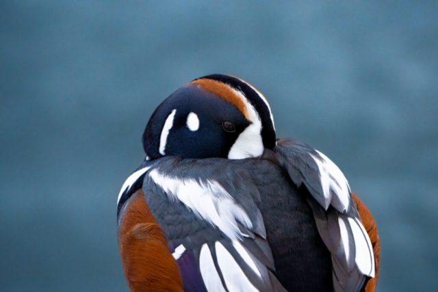 a harlequin duck sits with its beak tucked into its feathers