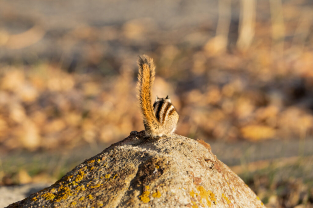 a perky chipmunk sits on a rock facing away with its tail straight up