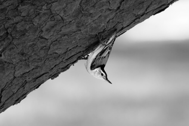 small bird hangs upside down from the textured bark of a tree; black and white