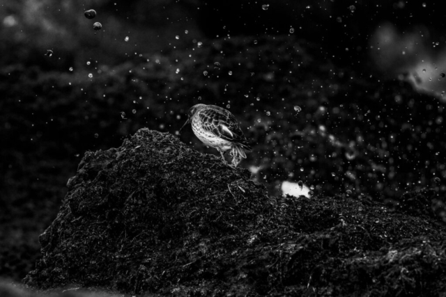 A purple sandpiper stares down as water droplets from lake michigan engulf it in black and white