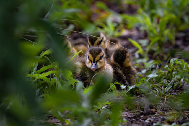 a group of young ducklings watches from among the grasses