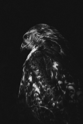 A portrait of a red-tailed hawk cloaked in shadow in black and white