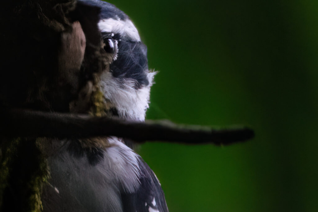 an Extreme Close up of a Hairy Woodpecker's eye