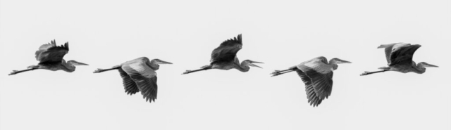 five shots of a heron in a row displaying the beautiful flight pattern; black and white