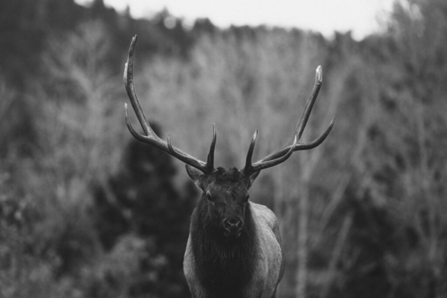 a magnificent set of antlers sits atop the head of a beautiful elk; black and white