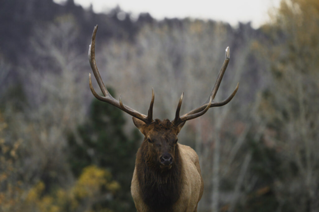 a majestic set of antlers sits atop the head of a magnificent elk