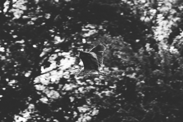 a majestic heron flies past the trees; black and white