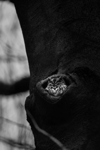 small owl tucked cozily into a hole in the side of a tree; black and white