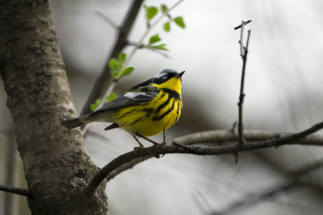 A colorful mongolia warbler looks stoic as it stands on a branch