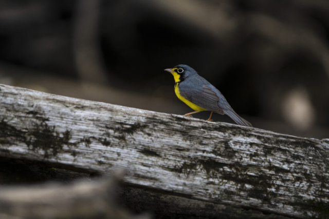 A canada warbler sits on a white dead log