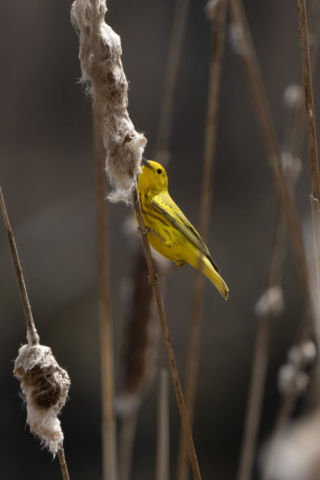 a yellow warbler on a springtime cattail