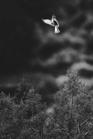 a small bird takes flight from the bushes below; black and white