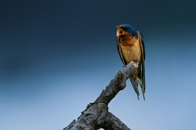 A vibrant Barn Swallow lets out a loud call, brilliant shades of blue from the nearby lagoon make out the background