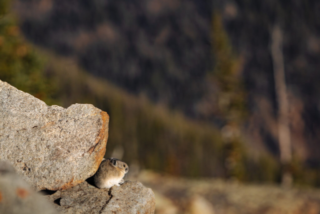 a small rodent hides tucked away among the rocks