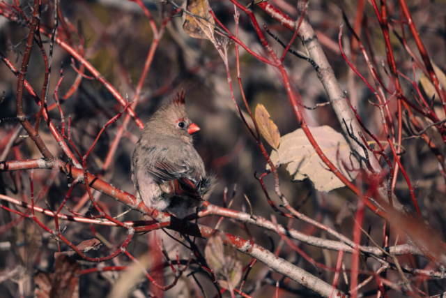 a female cardinal blends into the red and brown branches of her surroundings