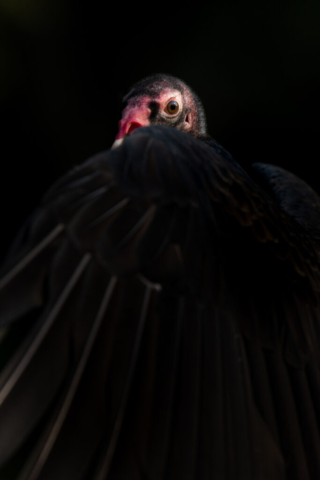 a turkey vulture cloaks its face with its dark wing, one eye gazing ahead