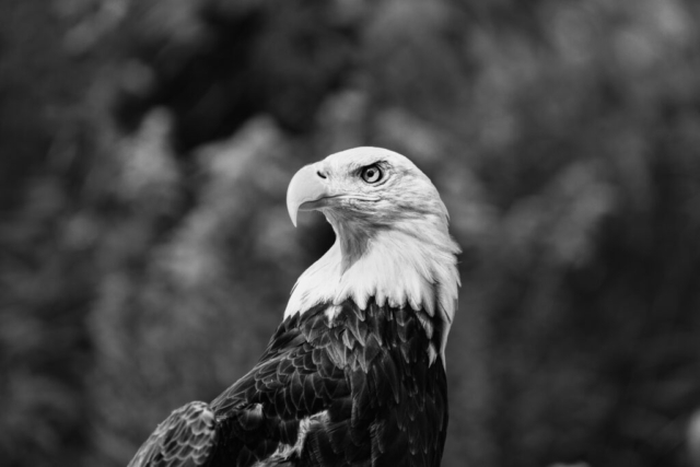 a bald eagle regally looks off to the left; black and white