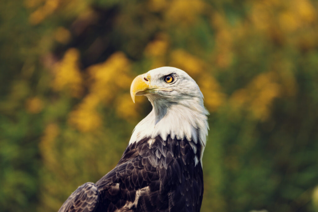 a proud bald eagle gazes to the left, gold eye glinting in the sunlight