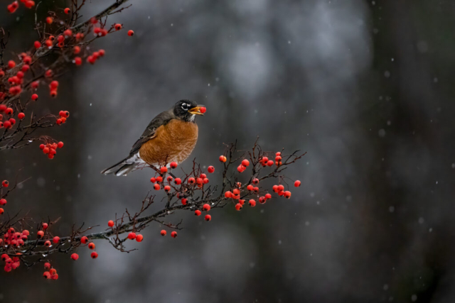 a robin in winter is perched atop a tree branch filled with red berries; it holds one berry in its mouth