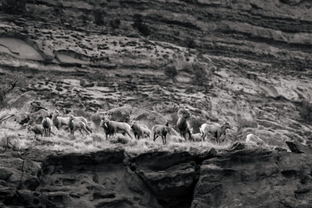 a herd of sheep observe from atop the rocky cliffside; black and white