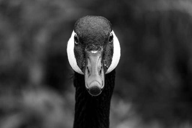 a goose stares directly forward; black and white