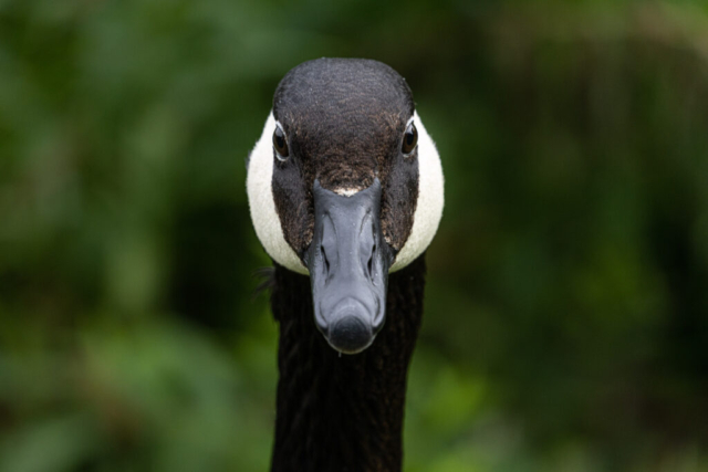 the black and white head of a goose stares challengingly forward