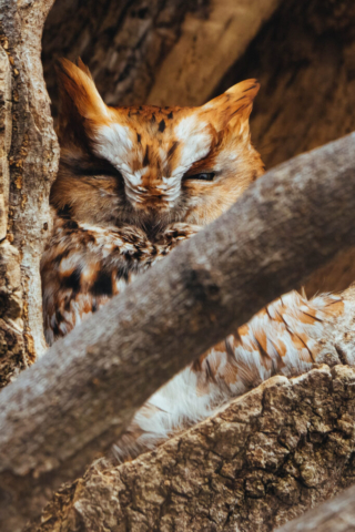 A red-morph eastern screech owl sleeps with one eye open in a tree