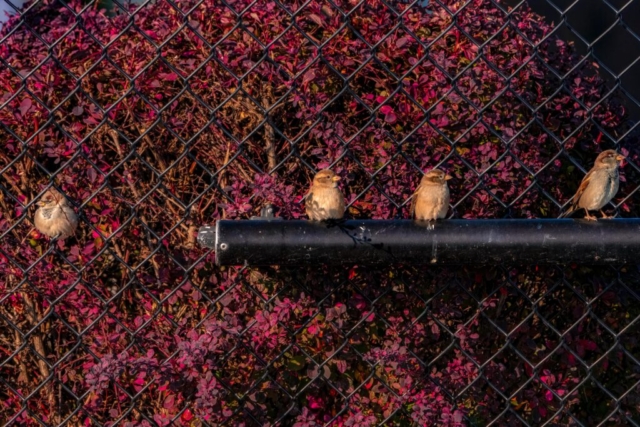 four small brown birds stand perched atop a pipe and chainlink fencing, backed by a bright purplish red bush