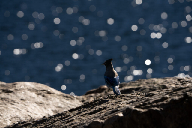 a blue bird stands on the rocky surface, backed by beautiful blue water