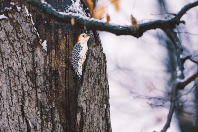 a red-headed woodpecker is perched on the trunk of a fall tree, gazing off to the right