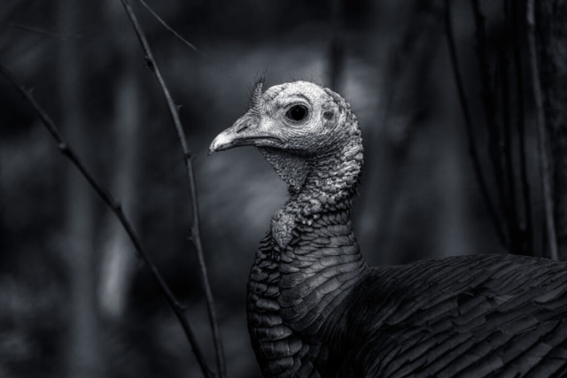 a bald turkey faces to the left, eyeing the cameraman; black and white