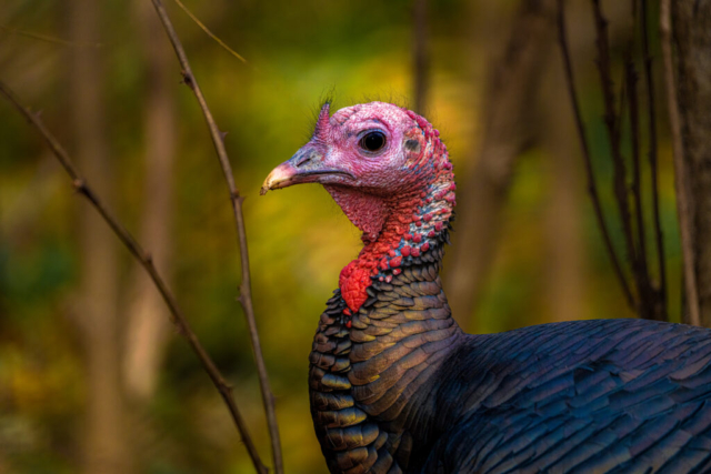 a nearly bald-headed turkey watches distrustfully, its beautiful dark feathers shimmering in the light