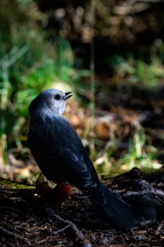 a blue bird stands on the forest floor, looking off in the distance