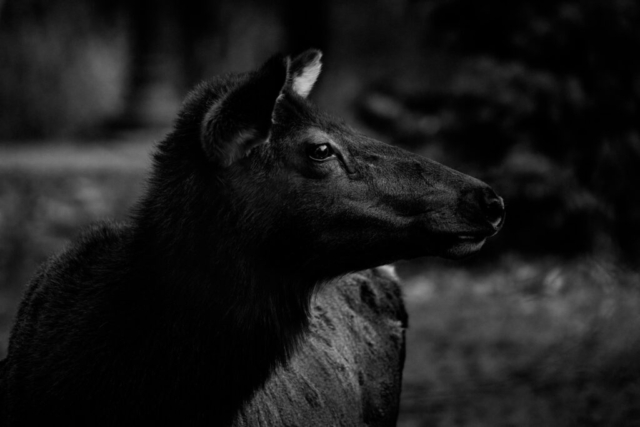 a female elk stares off to the right; black and white