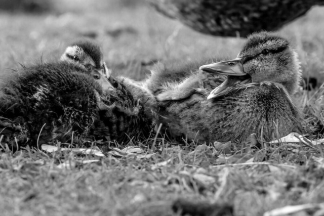 two young ducks with their heads nestled into their feathers; the one on the right has its mouth open in a quack; black and white