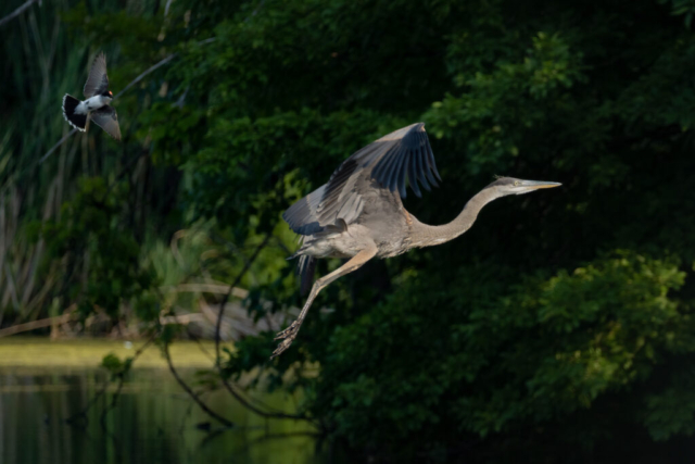 a heron takes flight over a woodsy pond, heading to the right, while a smaller bird flies behind