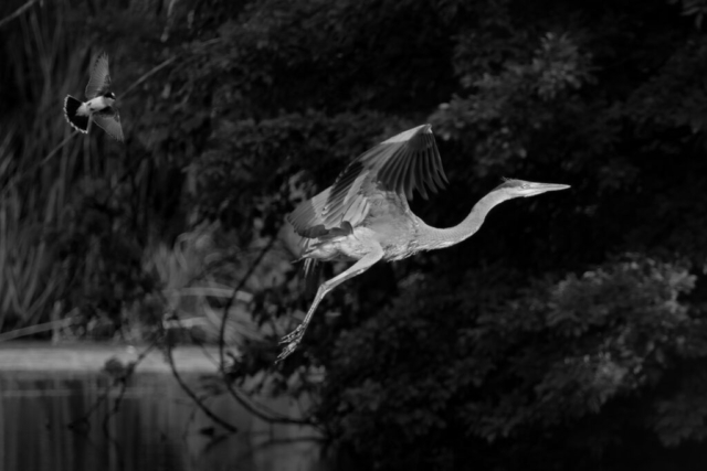 a heron takes flight, heading to the right, while a smaller bird flies behind; black and white