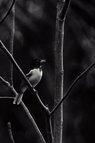 A Baltimore Oriole on a tree branch in black and white