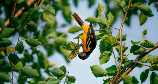 An upside down Baltimore Oriole searches for food on a tree branch