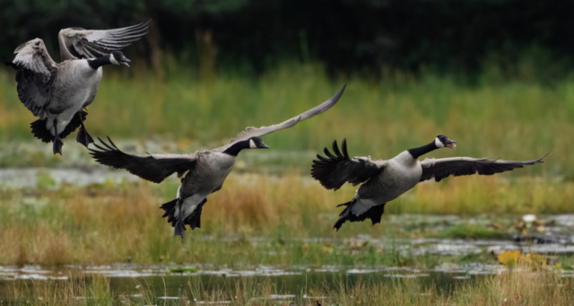 three Canada Geese touch down in a marsh, the right most goose has its tongue sticking out as they warn incoming geese of the presence